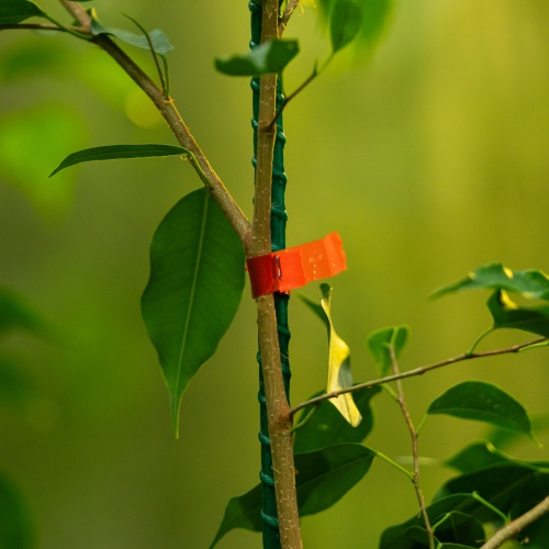 Тапенер садовый для подвязки растений, скобы 10 000 шт., лента 30 м Palisad фото 22